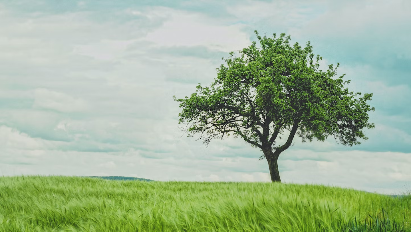 img-banner